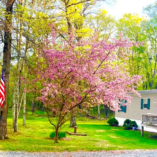 Cabin #2 – County Road E