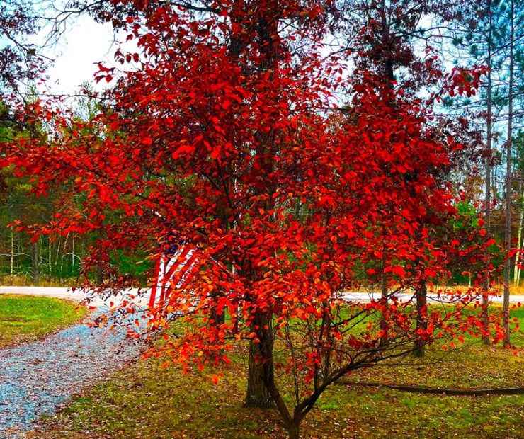 Hatfield_WI_vacation-rental_3